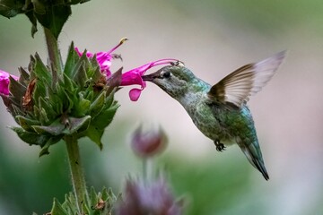 Closeup shot of a hummingbird hovering near a flowering plant.
