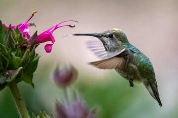 Closeup shot of a hummingbird hovering near a flowering plant.