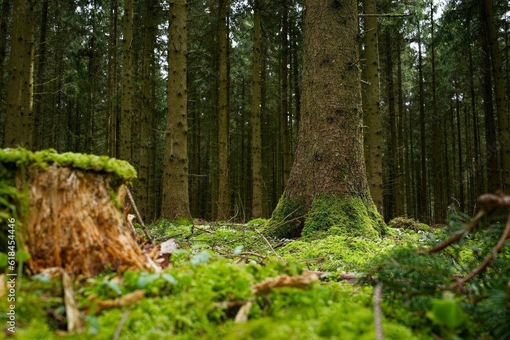 Canvas Prints Lush green tree stump featuring an abundance of moss and foliage on the ground