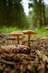 Close-up image of small mushrooms on the dry earth in a natural outdoor setting