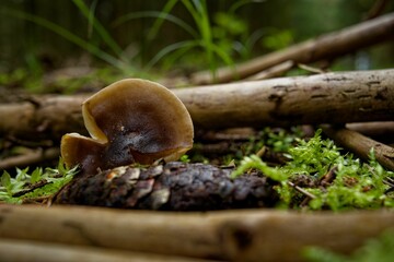 Close-up image of small mushrooms on the dry earth in a natural outdoor setting