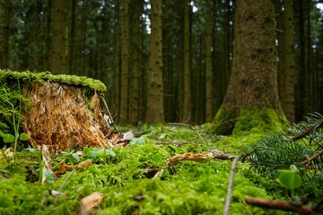 Lush green tree stump featuring an abundance of moss and foliage on the ground