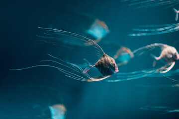 a group of Pompano Fish on aquarium