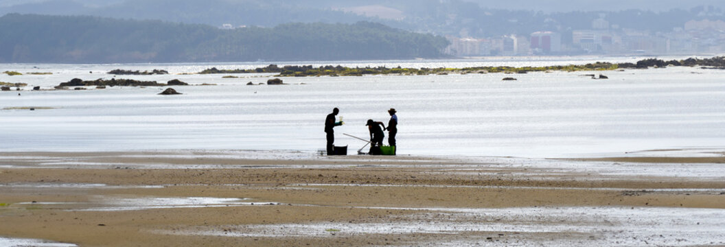 Backlit silhouettes of two male shell fishermen and one female shell fisherwoman on the edge of the shoreline at low tide fishing and collecting shellfish, mussels and clams on a beach in Boiro