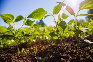 Bean crops planted in soil get ripe under sun. Cultivated land close up with sprout. Agriculture plant growing in bed row. Green natural food crop