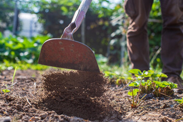 Farmer cultivating land in the garden with hand tools. Soil loosening. Gardening concept. Agricultural work on the plantation