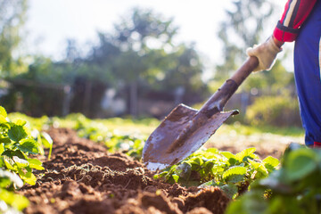 The farmer stands with a shovel in the garden. Preparing the soil for planting vegetables. Gardening concept. Agricultural work on the plantation