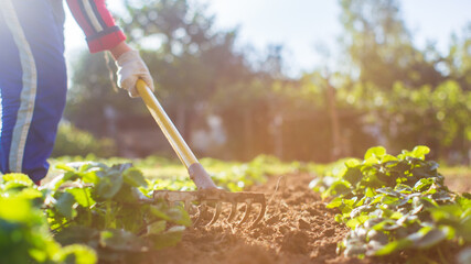 Farmer cultivating land in the garden with hand tools. Soil loosening. Gardening concept....