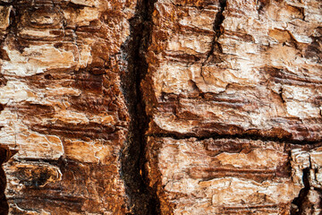 Relief texture of tree old bark close-up in the forest. Natural beautiful abstract wood pattern surface for wallpapers and backgrounds
