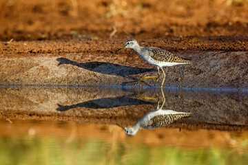 Wood Sandpiper walking along waterhole in Kruger National park, South Africa ; Specie family Tringa glareola of Scolopacidae