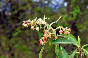 Arbutus canariensis in flower. It is an endemic species of the Canary Islands (Spain)