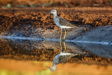 Wood Sandpiper walking along waterhole in Kruger National park, South Africa ; Specie family Tringa glareola of Scolopacidae