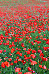 Landscape with a field of poppies (Papaver rhoeas)