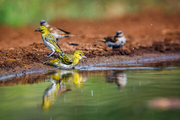 Village weaver and sparrow taking bath in waterhole in Kruger National park, South Africa ; Specie...