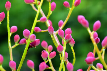 Fruits of terebinth tree (Pistacia terebinthus), species used to obtain turpentine or Cyprian...