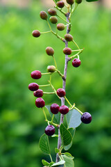 Detail of the leaves and fruits of mahaleb cherry (Prunus mahaleb)