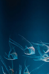 a group of Pompano Fish on aquarium