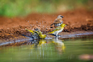 Village weaver and sparrow taking bath in waterhole in Kruger National park, South Africa ; Specie Ploceus cucullatus family of Ploceidae