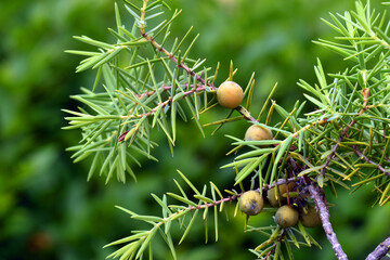 Obraz premium Detail of the leaves and fruits of the cade juniper (Juniperus oxycedrus).