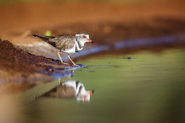 Three banded Plover at waterhole with reflection in Kruger National park, South Africa ; Specie Charadrius tricollaris family of Charadriidae