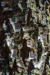 Relief texture of tree old bark close-up in the forest. Natural beautiful abstract wood pattern surface for wallpapers and backgrounds