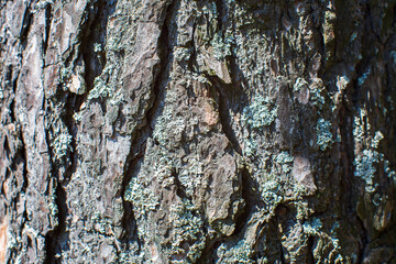 Relief texture of tree old bark close-up in the forest. Natural beautiful abstract wood pattern surface for wallpapers and backgrounds