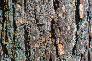 Relief texture of tree old bark close-up in the forest. Natural beautiful abstract wood pattern surface for wallpapers and backgrounds