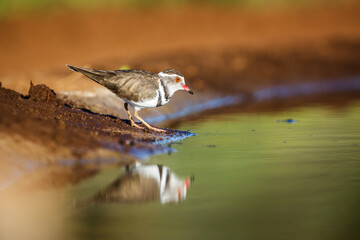 Three banded Plover at waterhole with reflection in Kruger National park, South Africa ; Specie Charadrius tricollaris family of Charadriidae