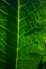 A beautiful fresh green leaf close-up highlighted by the sun. Detailed texture and expressive structure. Natural ecology background with copy space