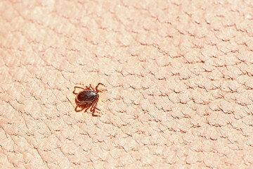 parasitiform tick Ixodidae, blood-sucking parasites on skin, Acariformes, carrier of dangerous disease encephalitis, illness symptoms, tick-borne disease prevention strategies, research studies