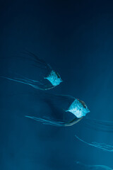 a group of Pompano Fish on aquarium