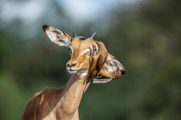 Common Impala portrait with Red billed Oxpecker in Kruger National park, South Africa ; Specie Aepyceros melampus family of Bovidae  and Specie Buphagus erythrorhynchus family of Buphagidae
