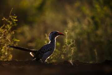 Southern Red billed Hornbill in backlit at dawn in Kruger National park, South Africa ; Specie Tockus rufirostris family of Bucerotidae