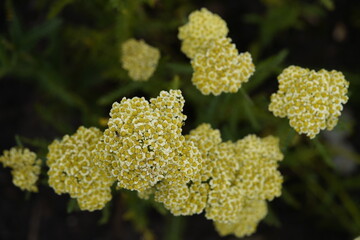 Achillea millefolium ,Sunny Seduction, Asteraceae family. Hanover -  Berggarten, Germany.