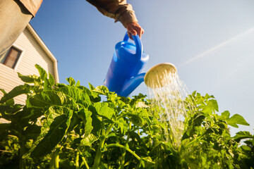Watering vegetable plants on a plantation in the summer heat with a watering can close-up. Gardening concept. Agriculture plants growing in bed row
