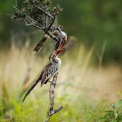 Two Southern Red billed Hornbill fighting in Kruger National park, South Africa ; Specie Tockus...