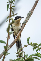 Pied Cuckoo standing on a branch front view in Kruger National park, South Africa ; Specie Clamator jacobinus family of Cuculidae