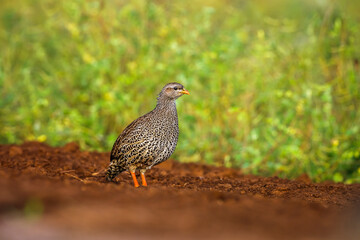 Natal francolin ground level at twilight in Kruger National park, South Africa ; Specie Pternistis natalensis family of Phasianidae