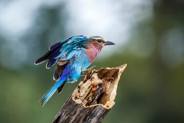 Lilac breasted roller landing on a log in Kruger National park, South Africa ; Specie Coracias caudatus family of Coraciidae