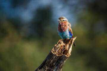 Lilac breasted roller standing on a log isolated in natural background in Kruger National park, South Africa ; Specie Coracias caudatus family of Coraciidae