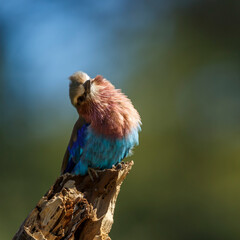 Lilac breasted roller standing on a log front view isolated in natural background in Kruger National park, South Africa ; Specie Coracias caudatus family of Coraciidae
