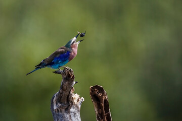 Lilac breasted roller eating a bug in Kruger National park, South Africa ; Specie Coracias caudatus family of Coraciidae
