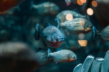 Red-bellied piranha Pygocentrus nattereri or Red piranha in aquarium