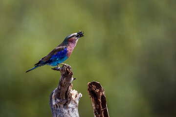 Lilac breasted roller eating a bug in Kruger National park, South Africa ; Specie Coracias caudatus family of Coraciidae