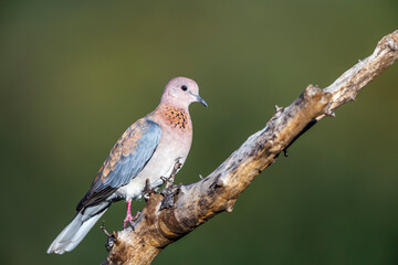 Laughing Dove standing on a branch isolated in natural background in Kruger National park, South Africa ; Specie Streptopelia senegalensis family of Columbidae