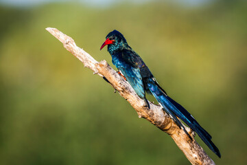 Green wood hoopoe standing on a branch isolated in natural background in Kruger National park,...