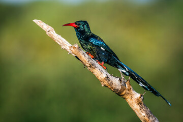 Green wood hoopoe standing on a branch isolated in natural background in Kruger National park,...