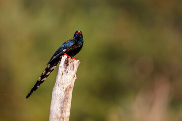 Green wood hoopoe standing on a branch isolated in natural background in Kruger National park, South Africa ; Specie  Phoeniculus purpureus family of Phoeniculidae