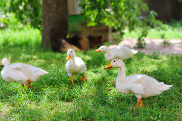 cute ducks walk in the yard.pets.Household.Agriculture.Home farm.Bird farm.Love for animals and care.Happy animals.Poultry farm.Beautiful photo of ducks.
home zoo.animal protection.white ducks.chick.
