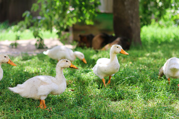 cute ducks walk in the yard.pets.Household.Agriculture.Home farm.Bird farm.Love for animals and care.Happy animals.Poultry farm.Beautiful photo of ducks.
home zoo.animal protection.white ducks.chick.